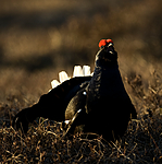 BB 09 0020 / Tetrao tetrix / Orrfugl